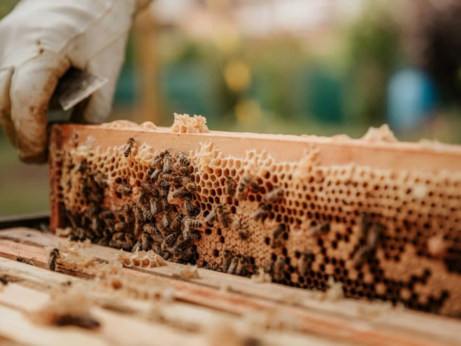 Stage Apiculture d'une journée : Immersion au Rucher à Daux (31)