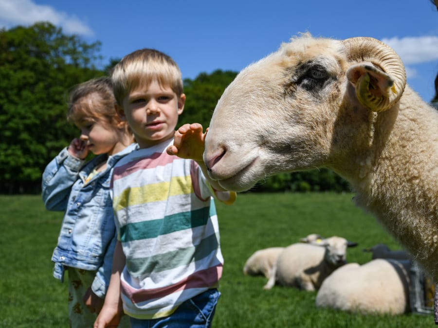 Farm morning at Ferme de Gally in Saint-Cyr-l'Ecole (78)