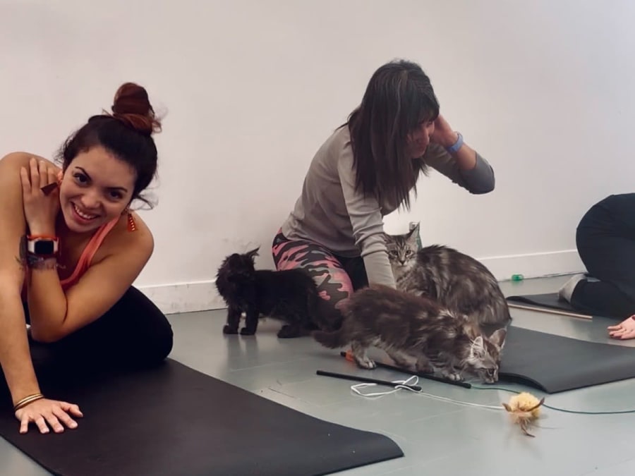 Ioga com gatos e gatinhos/Kitten Yoga no 12.º arrondissement de Paris