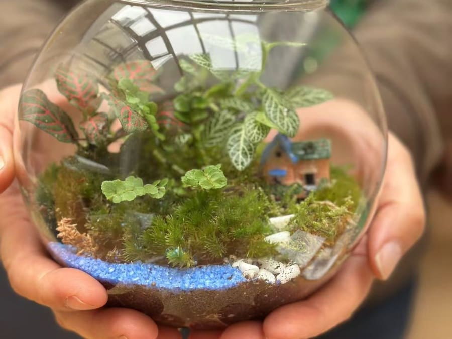 Terrarium workshop in Lagny-sur-Marne (77)