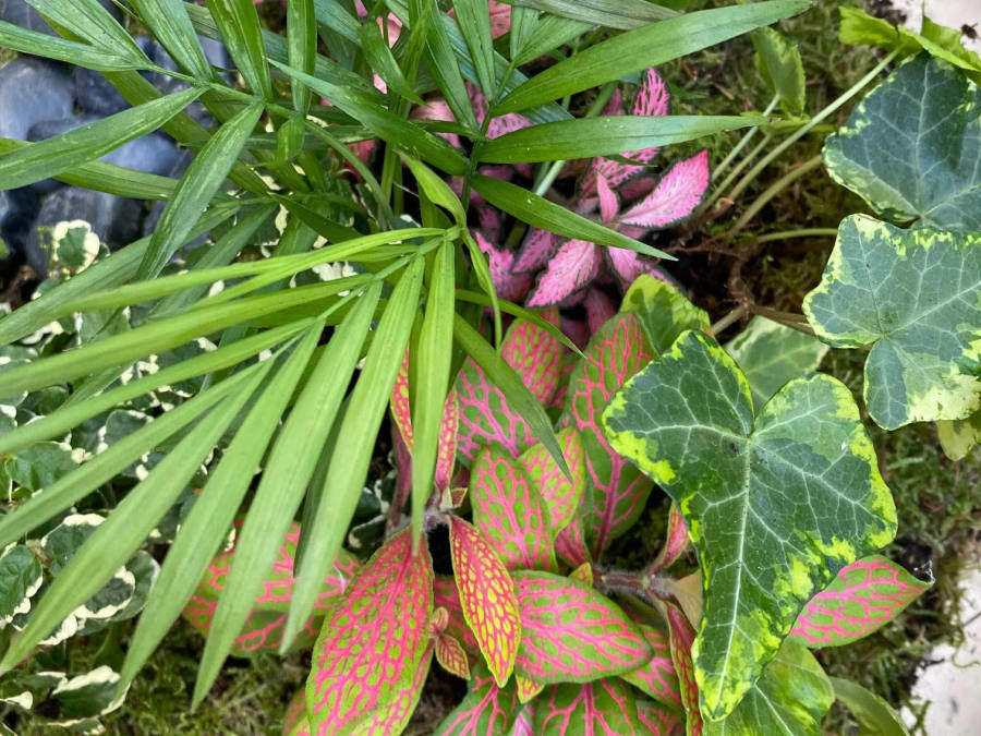 Anniversaire végétal 7-15 ans à Nantes (44)