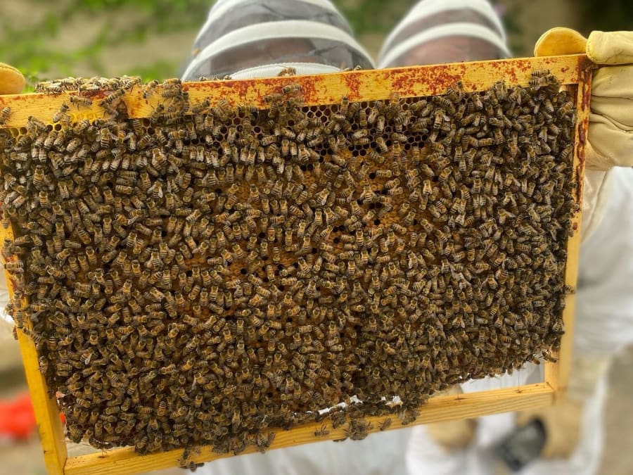 Stage 1/2 Journée Apiculture À Beaumes-De-Venise Près D'orange