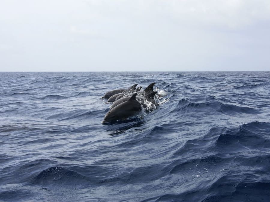 Journée en catamaran plongée et dauphins aux Anses-d'Arlet (972)