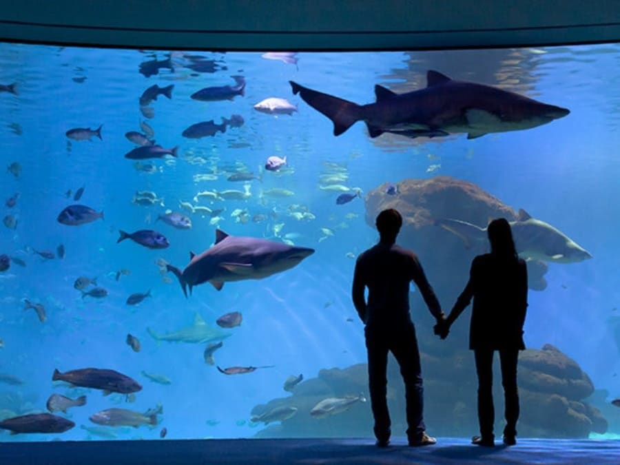 Entrada sin colas para el Acuario de Palma de Mallorca
