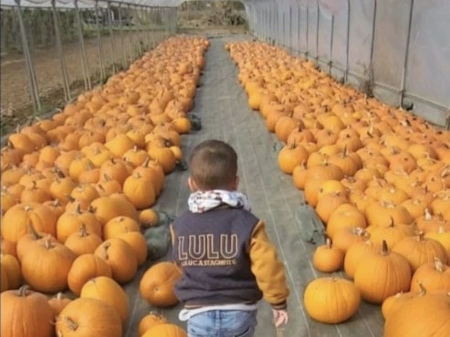 Taller de calabazas de Halloween en la cueillette de la Grange (