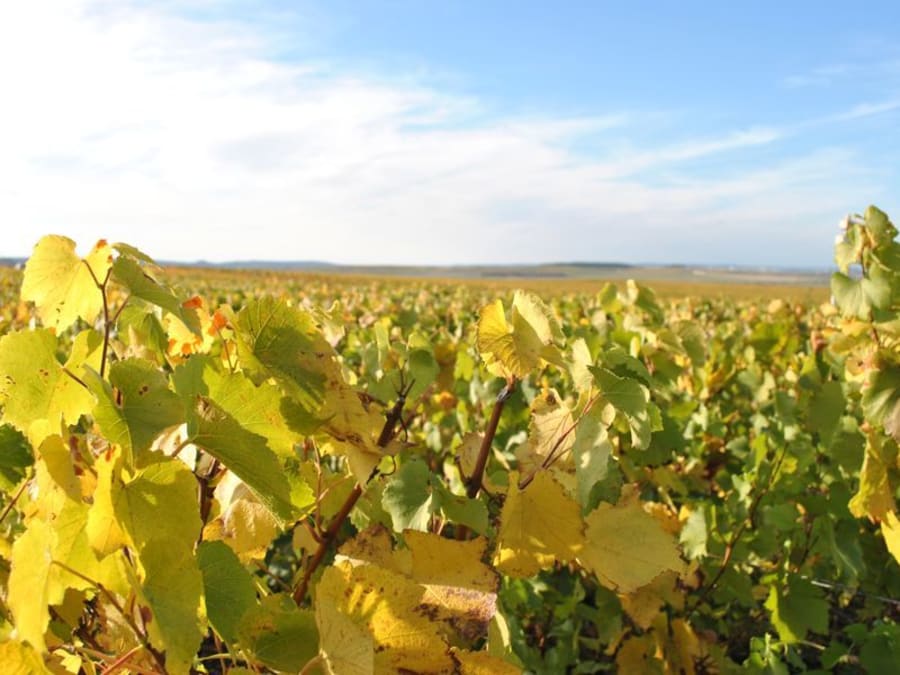 Visit & Champagne tasting at Mailly-Champagne (51)