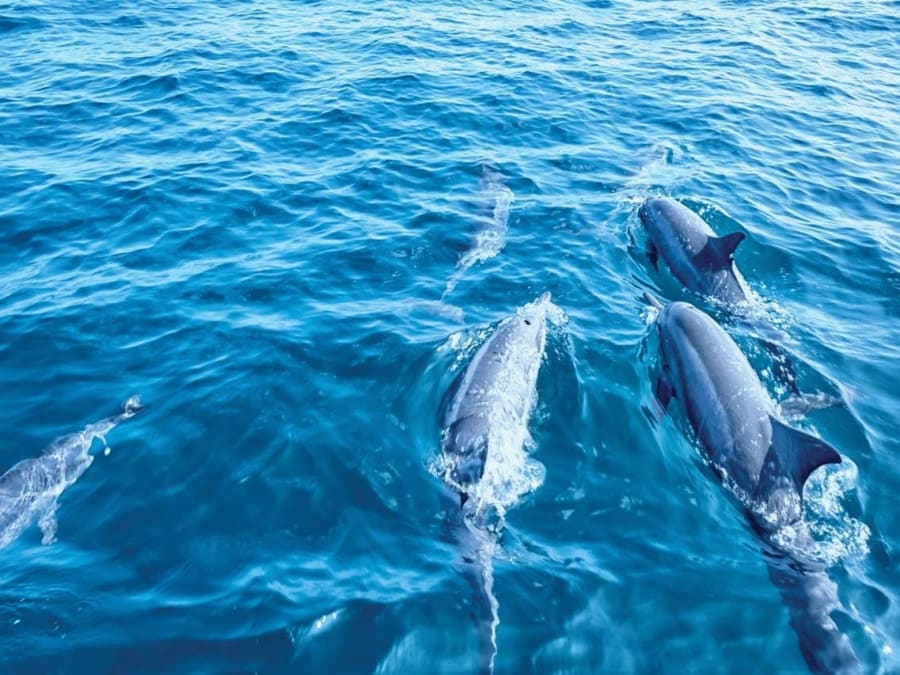 Palma de Mallorca: 3-hour boat tour to see dolphins, swim, and snorkel