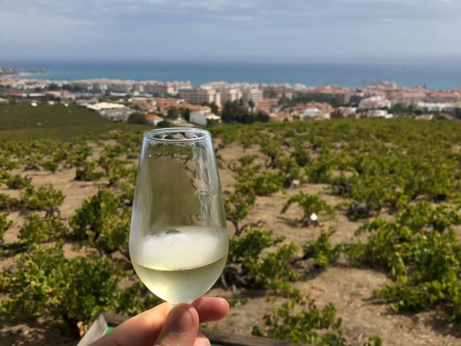 Esperienza enologica in riva al mare a Manilva, Marbella