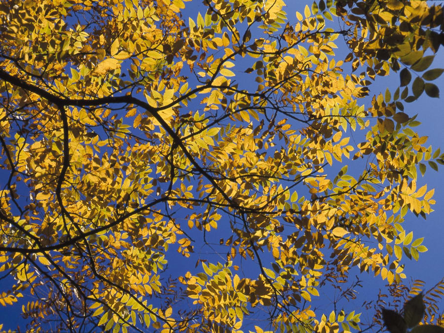 Entrada para el Arboreto de Versalles-Chèvreloup (78)
