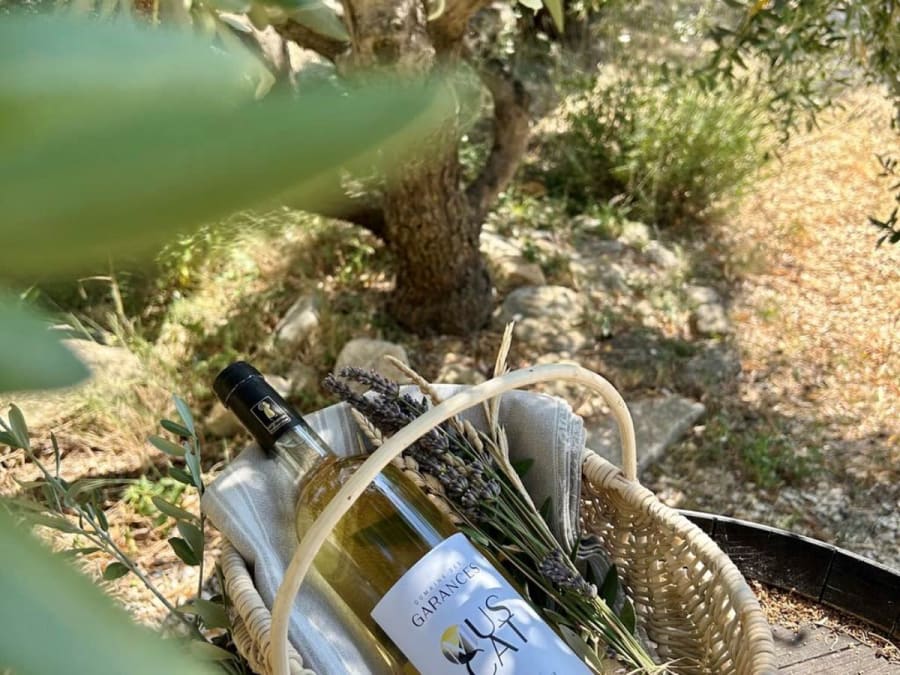 Wine tasting workshop at Domaine des Garances (84)
