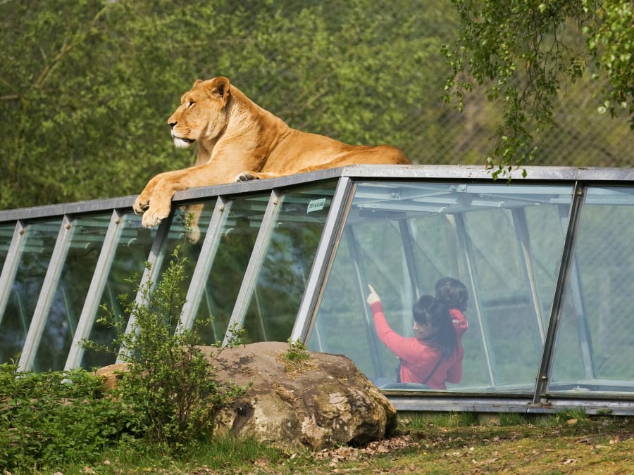 Billet pour le Wow Safari Thoiry (78)