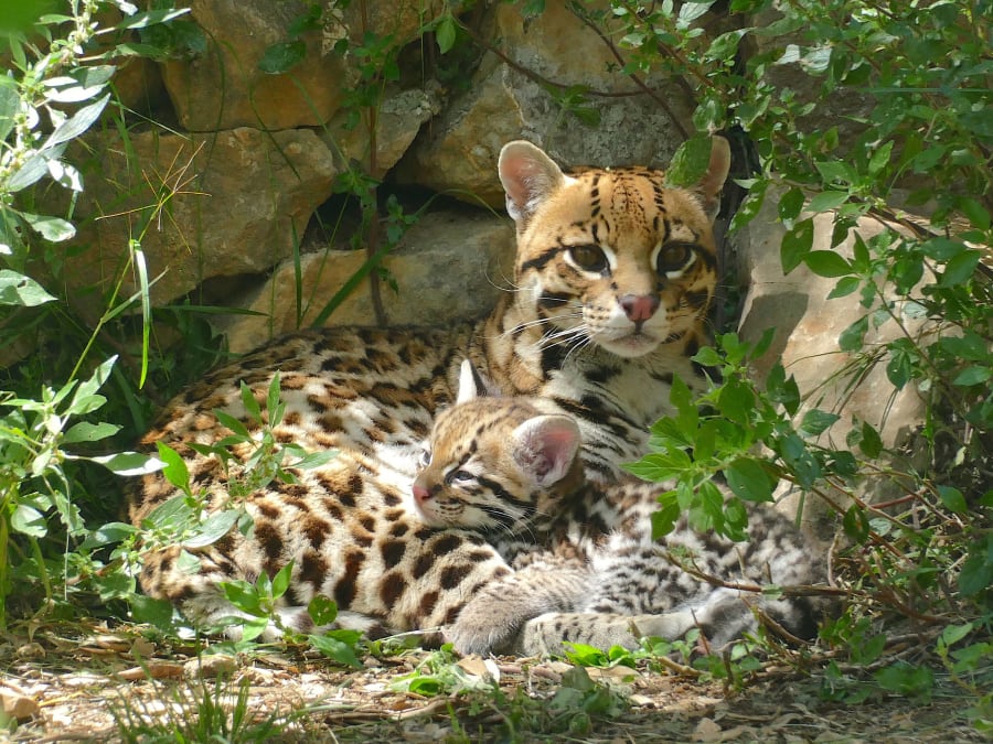 Tickets for Zoa Parc (83)