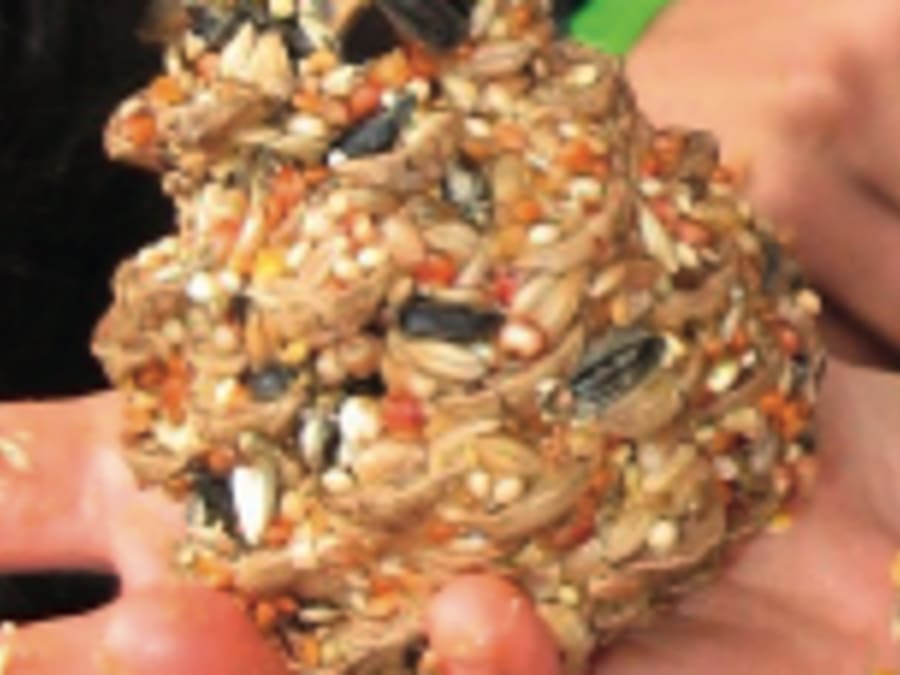 Atelier Creation Boule De Graisse Pour Oiseaux Truffaut Plaisir
