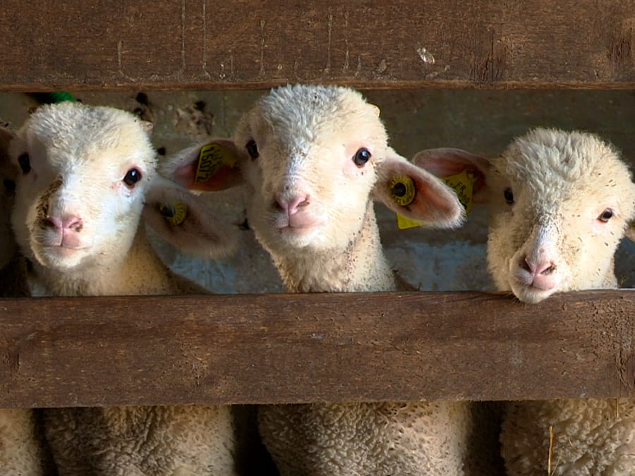 Visite de la Bergerie Nationale de Rambouillet
