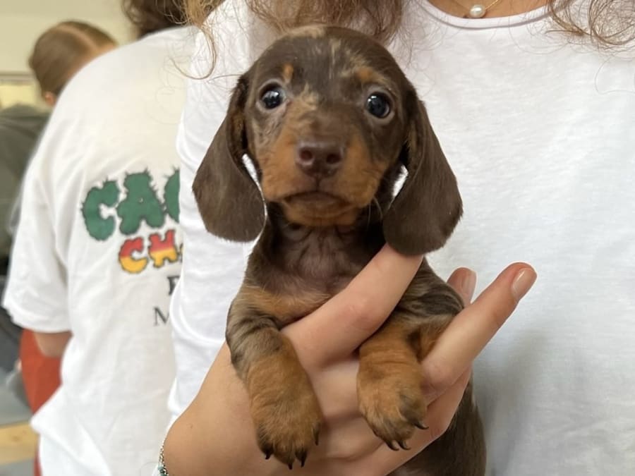 Team building Puppy Yoga à Paris 15ème 