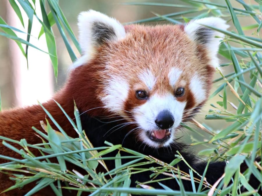 Tickets for Espace Zoologique Saint Martin la Plaine (42)