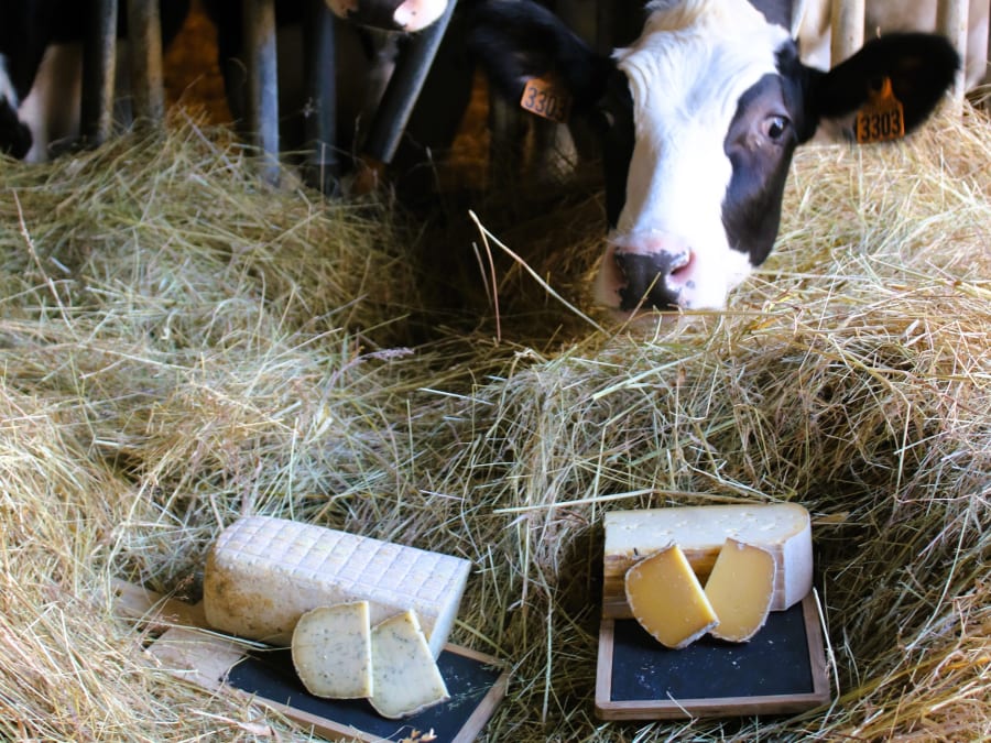 Lait'scape Game at the Bergerie Nationale de Rambouillet (78)