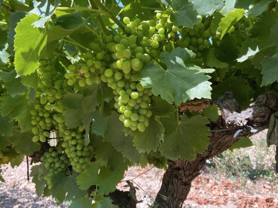 Visite & dégustation de vins au Domaine Roustan (13) 