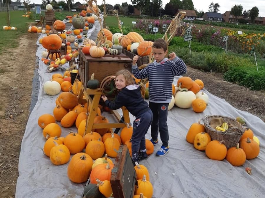 Atelier citrouille pour Halloween à la Cueillette de Férin (59)