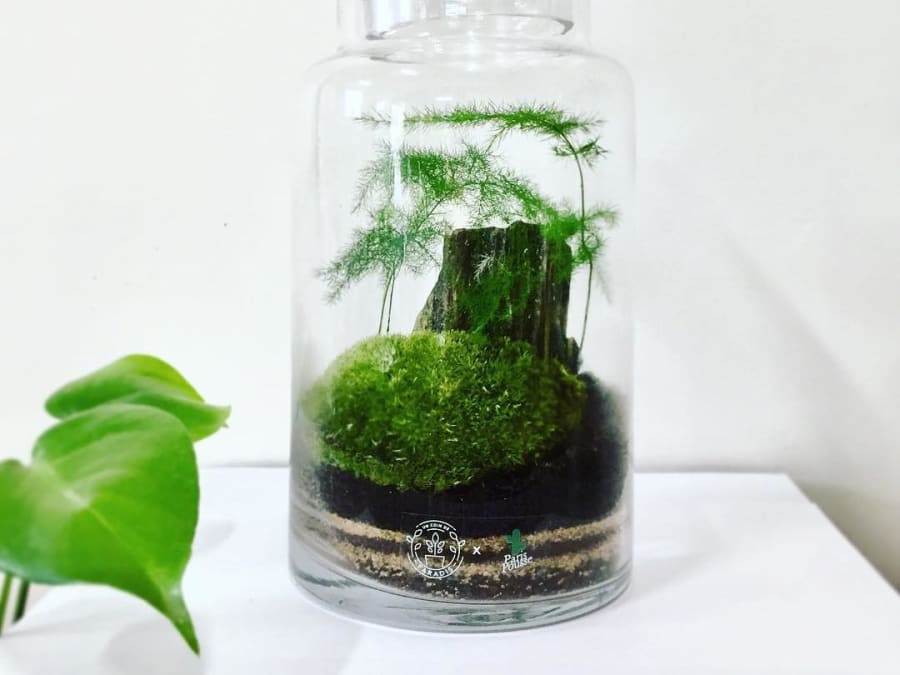 Team Building Atelier terrarium à Ivry-sur-Seine (94)