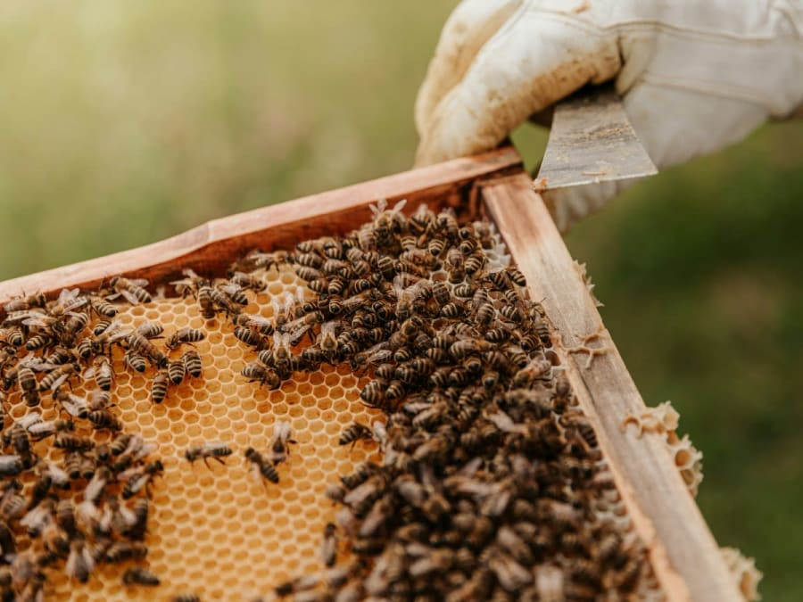 Atelier Découverte des abeilles & immersion rucher près de Toulouse (3h30)