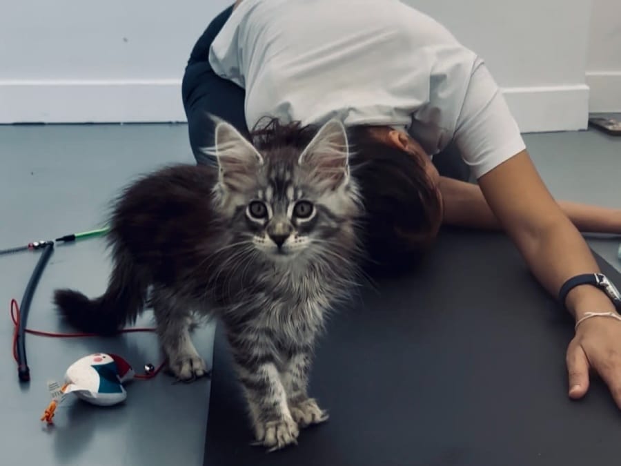 Ioga com gatos e gatinhos/Kitten Yoga no 12.º arrondissement de Paris