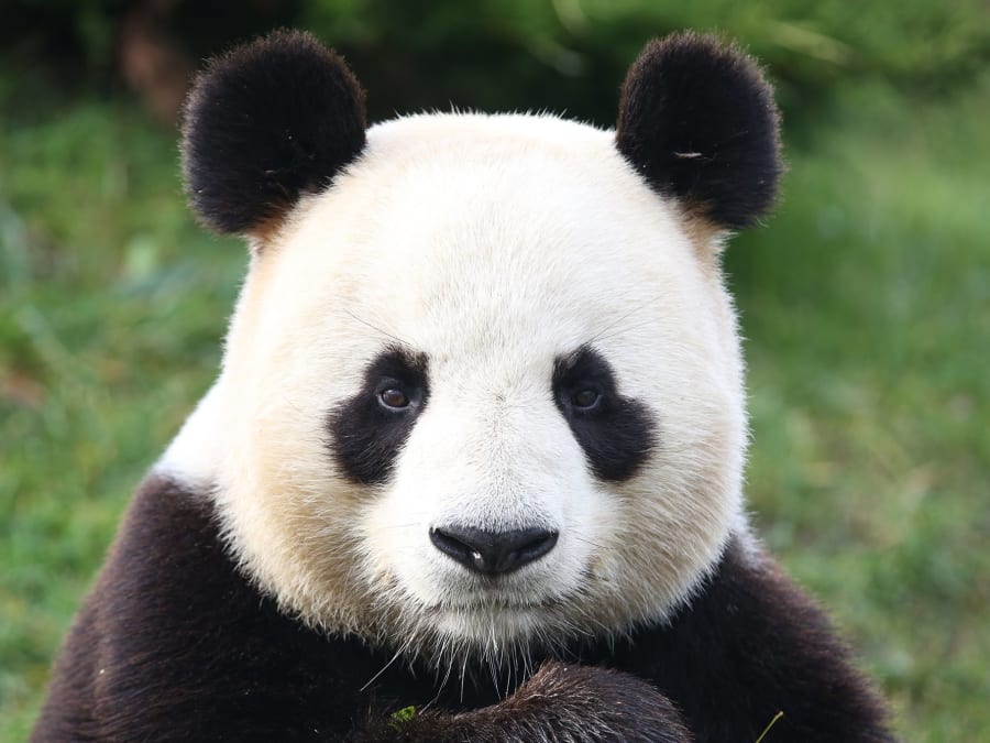 Billet pour le ZooParc de Beauval  (41)