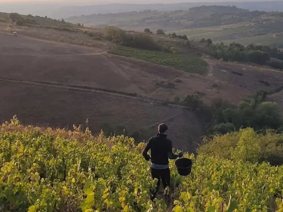 Journée découverte du métier de vigneron à Montmelas (69)