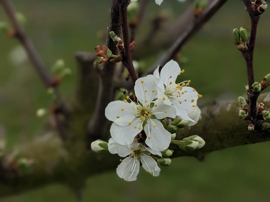 Pruning fruit trees workshop in Chanteloup en Brie (77)