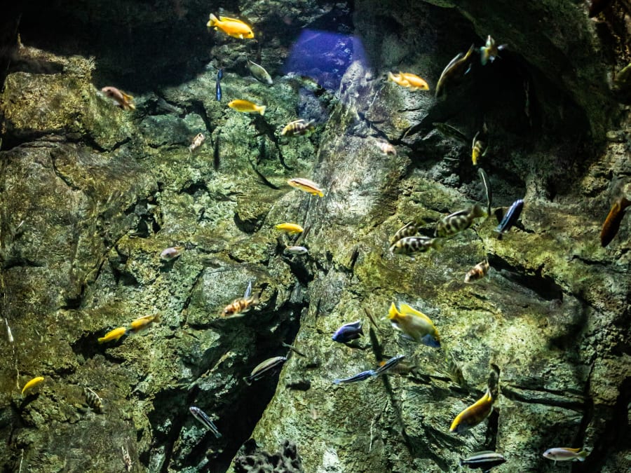 Billet pour l'Aquarium de Lanzarote