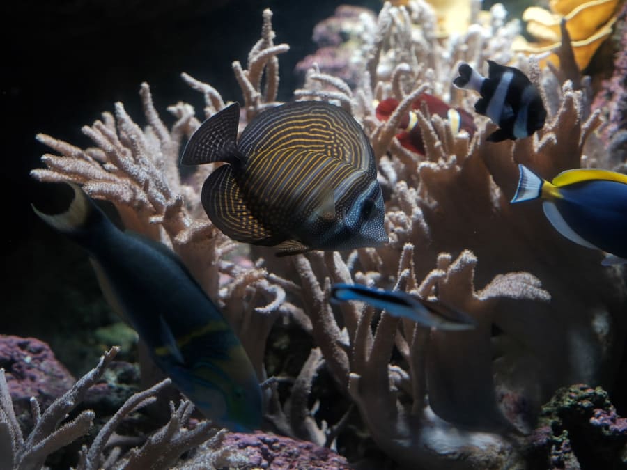 Team Building jeu de piste à l'Aquarium de Paris à Paris 16ème