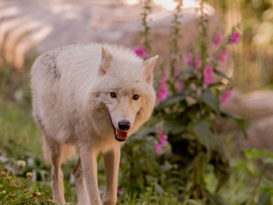 Billet pour le Parc animalier de Courzieu (69)
