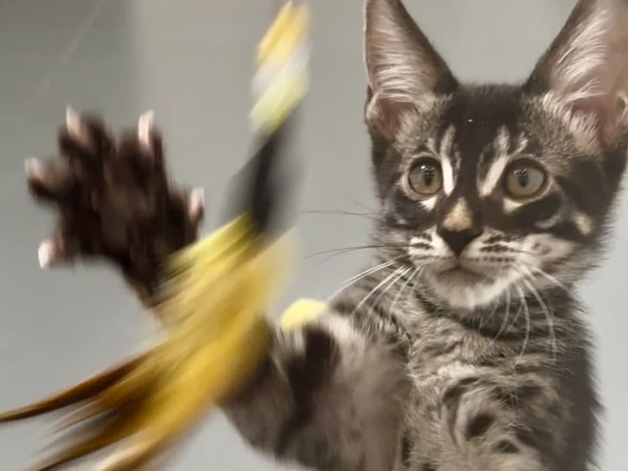 Oficina de brincadeiras e carícias com gatos e gatinhos no 4.º arrondissement de Paris