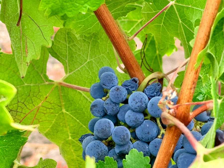 Journée oenologique à la Maison Ogier à Châteauneuf-du-Pape