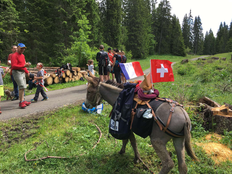 Randonnée Avec Âne De Bât Dans Le Haut-Jura (Gex)