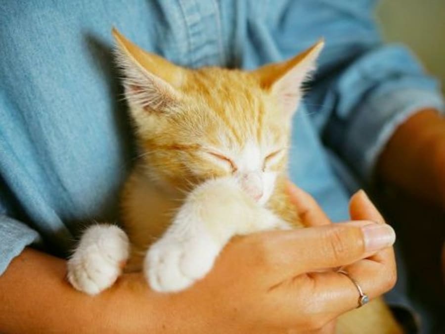 Atelier de jeux et câlins avec les chatons à Paris 4ème