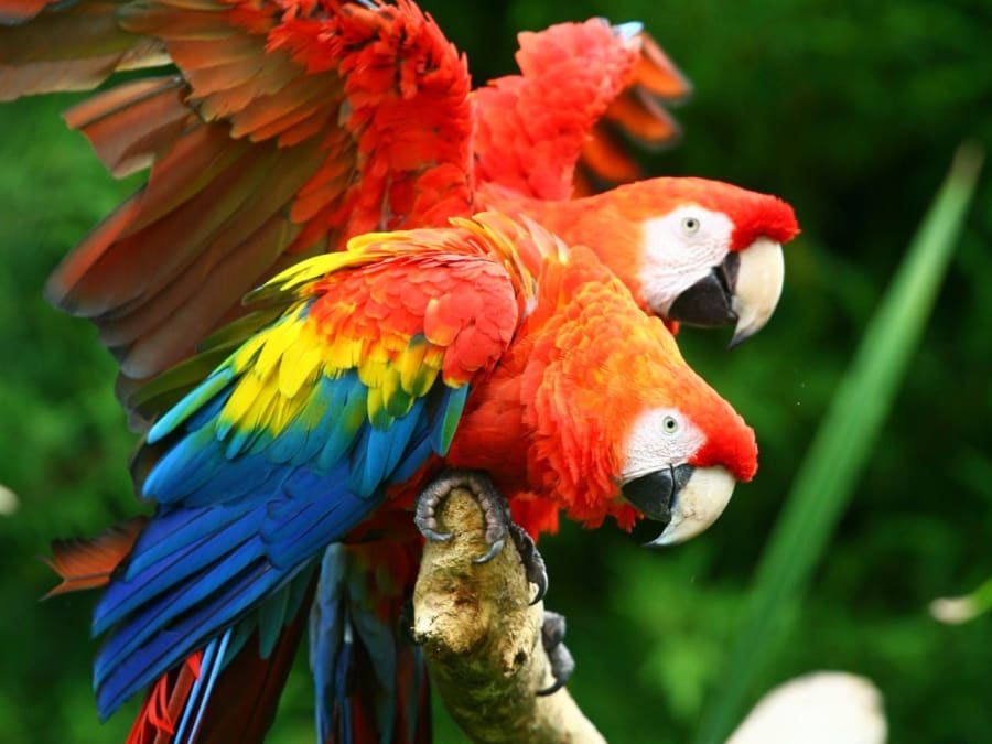 Billet pour le Zoo de Champrépus (50)