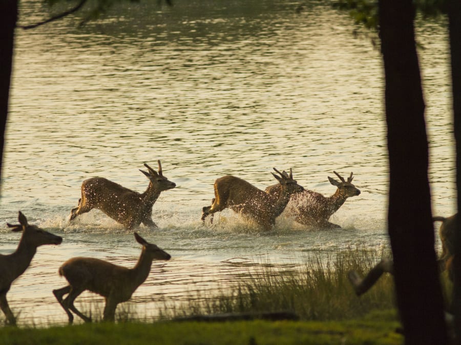 Entrada para el parque de animales Sainte-Croix de Rodas (57)