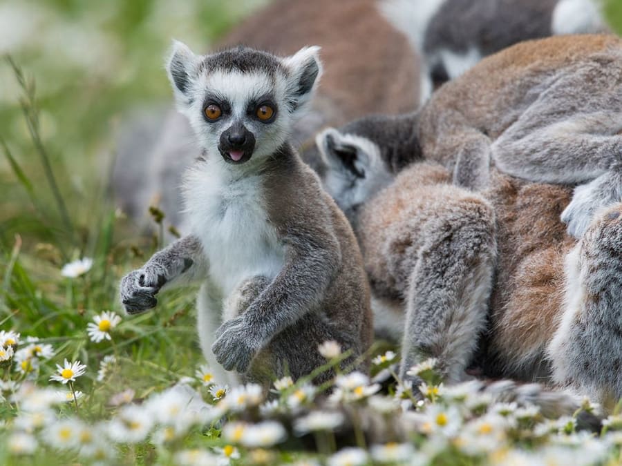 Entrada combinada para la Reserva Safari de Lumigny y Terre de S