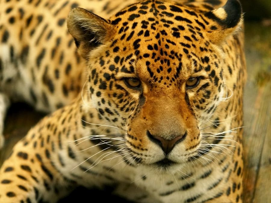 Team Building visite immersive et commentée de Parrot World (77)