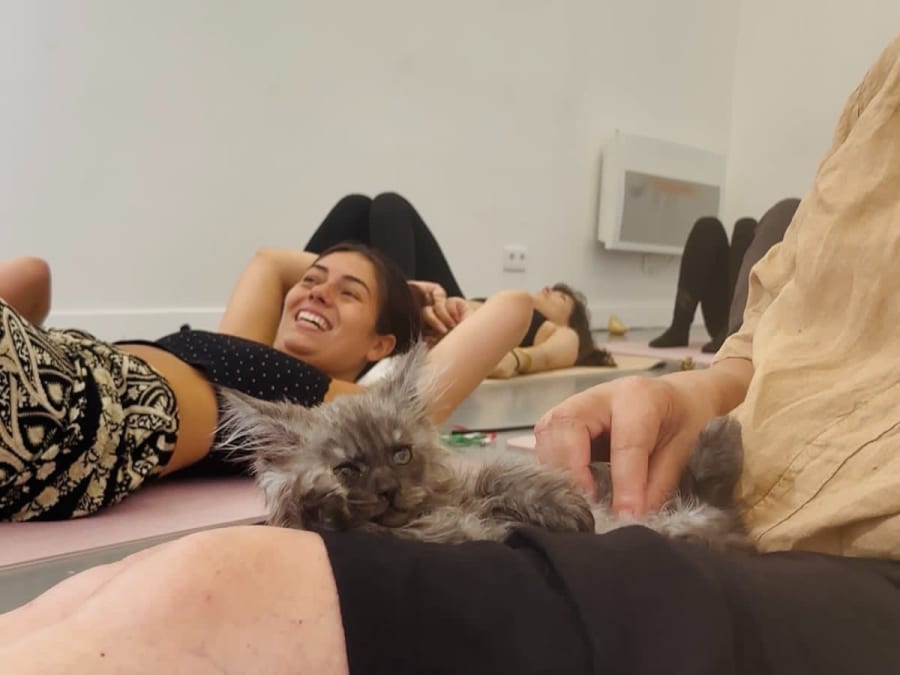Ioga com gatos e gatinhos/Kitten Yoga em Lagny-sur-Marne (77)