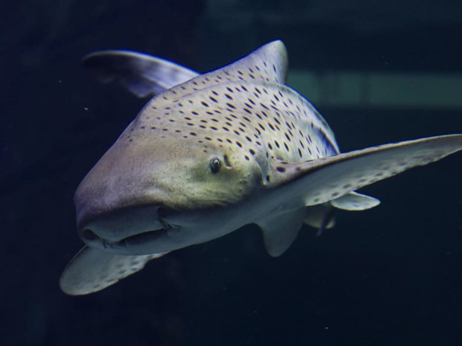 Entrada para el Seaquarium (30)
