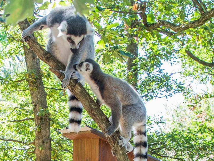 Billet pour le Wow Safari de Peaugres (07)