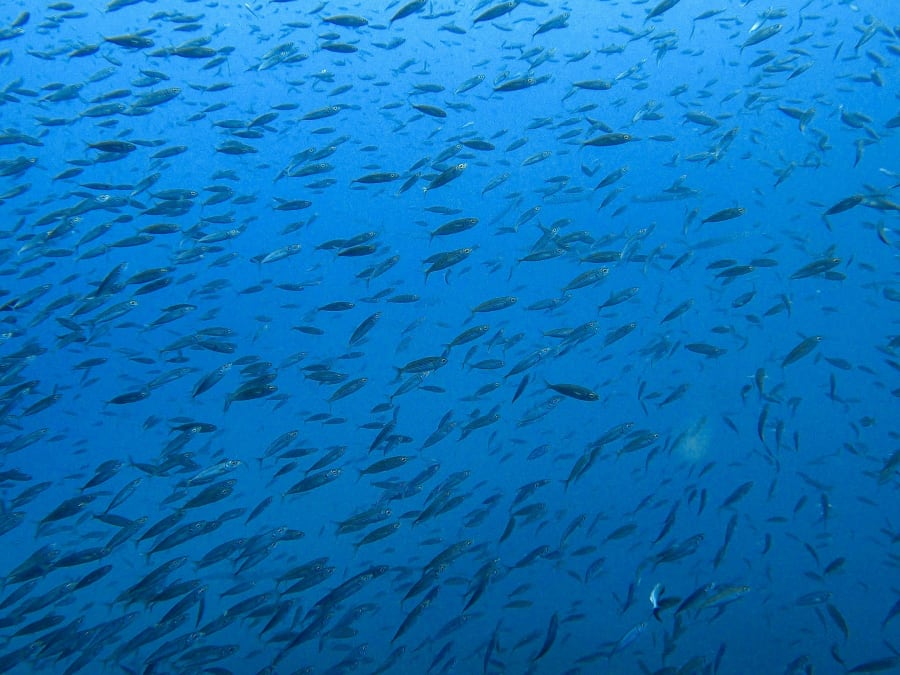 Freediving on a lava reef in Los Cristianos, Tenerife