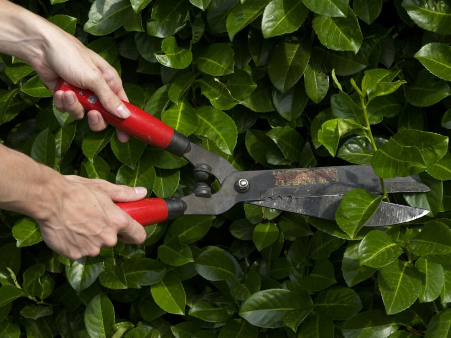 Atelier "La taille au jardin" chez Truffaut Mérignac (33)