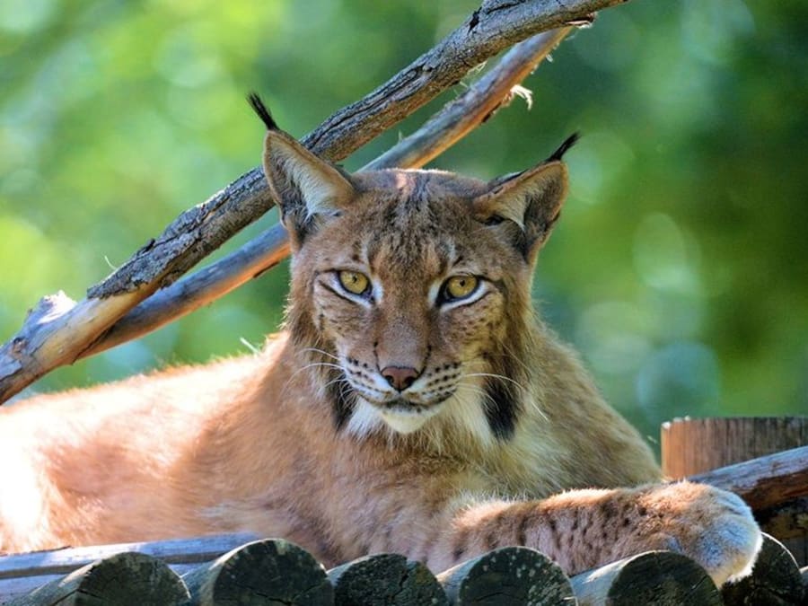 Billet pour le Wow Safari de Peaugres (07)