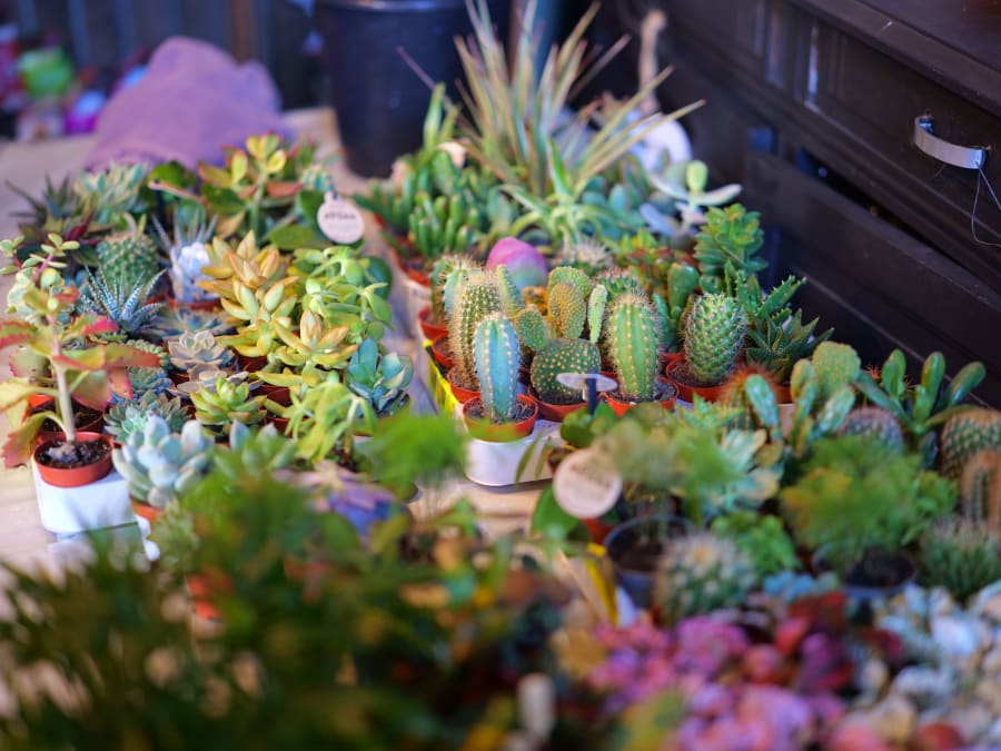 Atelier terrarium à Moirans (38)