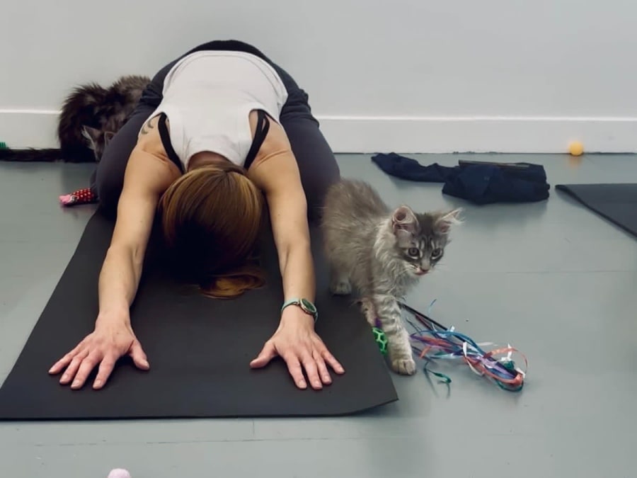 Ioga com gatos e gatinhos/Kitten Yoga no 12.º arrondissement de Paris