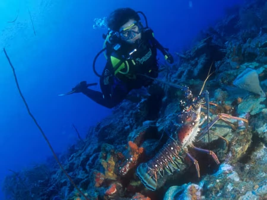 Plongée d'exploration guidée ou autonome en Guadeloupe (971)
