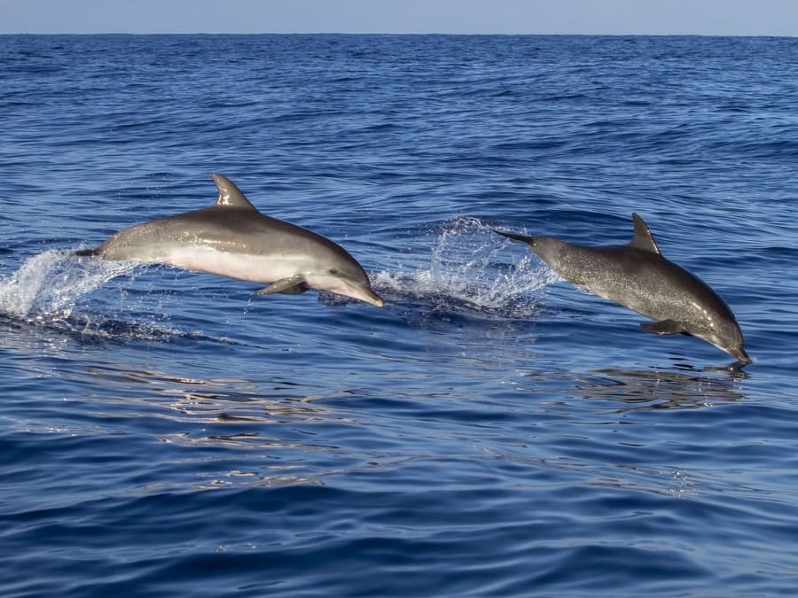 Journée en catamaran plongée et dauphins aux Anses-d'Arlet (972)